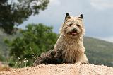 CAIRN TERRIER 610